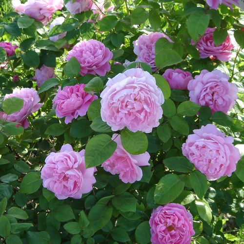 Jasnoróżowy - Róże pienne - z kwiatami róży angielskiej - korona krzaczasta
